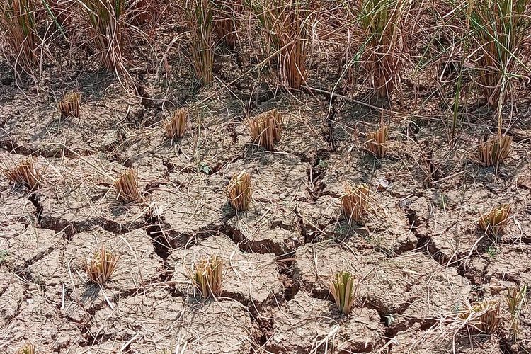 Kemarau Panjang, 152 Hektar Sawah di Cianjur Terdampak Kekeringan