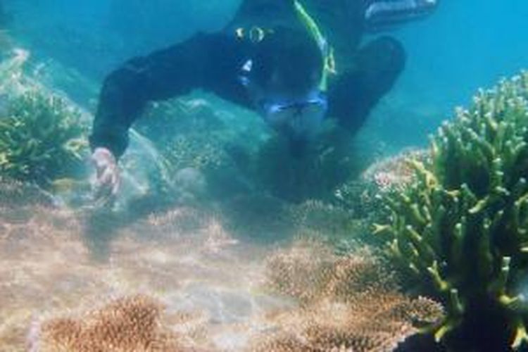 Petugas dari Seksi I Taman Nasional Kepulauan Seribu memeriksa kondisi terumbu karang di perairan Pulau Saktu, Kepulauan Seribu, Jakarta, Kamis (13/8/2015). Selain rehabilitasi biota laut dengan penanaman mangrove, rehabilitasi terumbu karang juga penting. Terjaganya kelestarian terumbu karang juga berkontribusi besar mendukung kelestarian ekosistem laut.