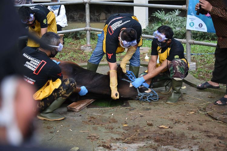 Petugas jagal tengah menyembelih seekor sapi dalam simulasi pelatihan pemotongan halal hewan kurban di lokasi khusus pemotongan hewan kurban di masjid Salman ITB, Bandung, Rabu (8/7/2020). Dinas Pangan dan Pertanian Kota Bandung bekerjasama dengan Masjid Salman ITB mengadakan pelatihan pemotongan halal hewan kurban ditengah pandemi Covid-19.