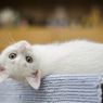 5 Tanda Kucing Sudah Mencintai Kita