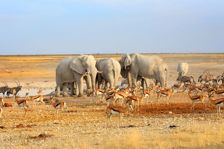 Kawanan satwa liar terlihat berkumpul di sumber air di Taman Nasional Ethosa, Namibia.