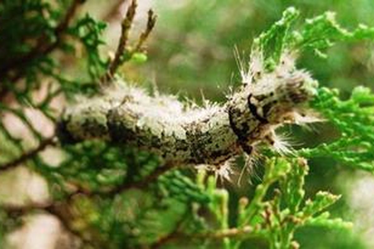 Salah satu ulat bulu yang menempel di pohon Cemara di Kota Malang. Warga Kota Malang mulai resah dengan munculnya ulat bulu tersebut.