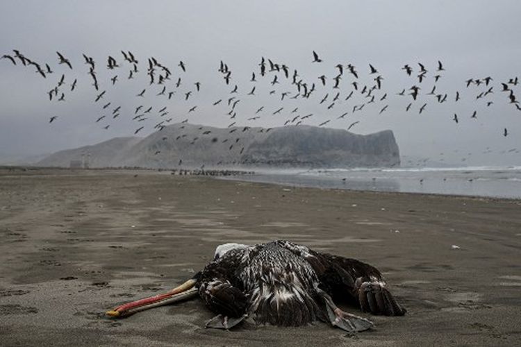 Seekor pelikan yang diduga mati akibat flu burung H5N1 terlihat di sebuah pantai di Lima, pada 1 Desember 2022. Virus flu burung H5N1 yang sangat menular telah membunuh ribuan pelikan, boobies berkaki biru, dan burung laut lainnya di Peru, menurut laporan Dinas Kehutanan dan Margasatwa Nasional (SERFOR).