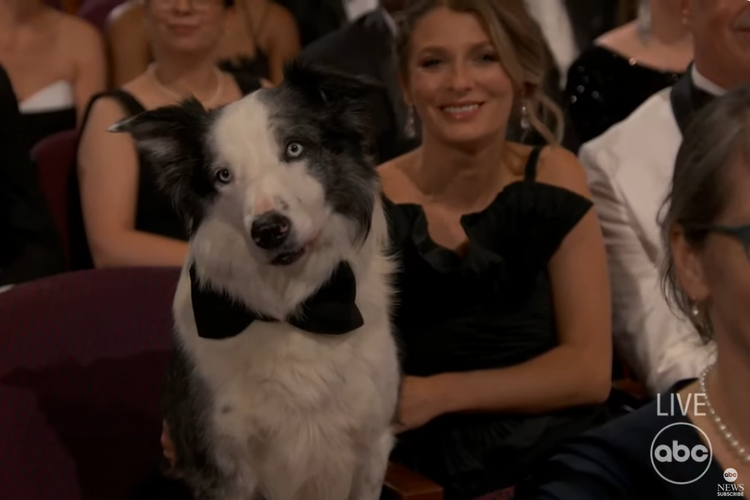 Anjing bernama Messi yang tampil di film Anatomy of a Fall menghadiri malam penghargaan Academy Awards ke-96 atau Oscar 2024 yang digelar di Dolby Theater, Hollywood, California, Minggu (10/3/2024).
