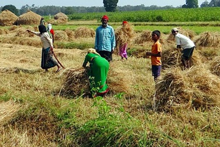 Ilustrasi panen padi