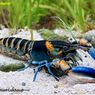 Tujuh Spesies Baru Lobster Ditemukan lewat Riset Spesies Eksotik