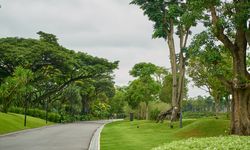 Studi: Lebih Banyak Ruang Hijau Belum Tentu Mampu Redam Panas