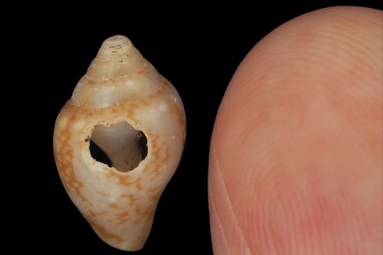 Neanderthal dan Manusia Modern Berbagi Budaya 59.000 Tahun Lalu di Turki