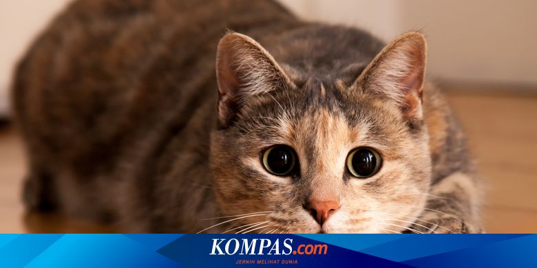Ingin Sterilisasi Kucing Gratis Begini Syarat Pendaftarannya Halaman All Kompas Com
