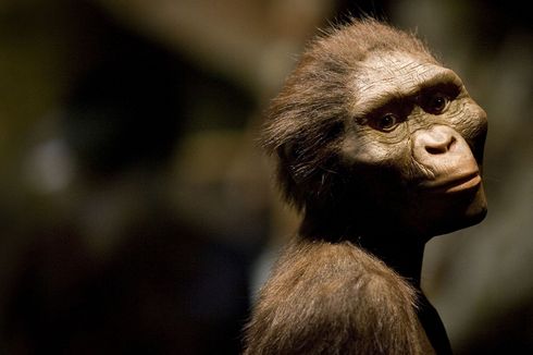 3 Juta Tahun Lalu, Kaki Moyang Manusia Lebih Mirip Simpanse