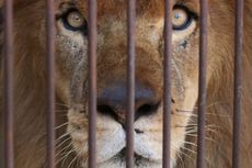 33 Singa Diselamatkan dari Sirkus di Peru dan Kolombia, Diterbangkan ke Afsel