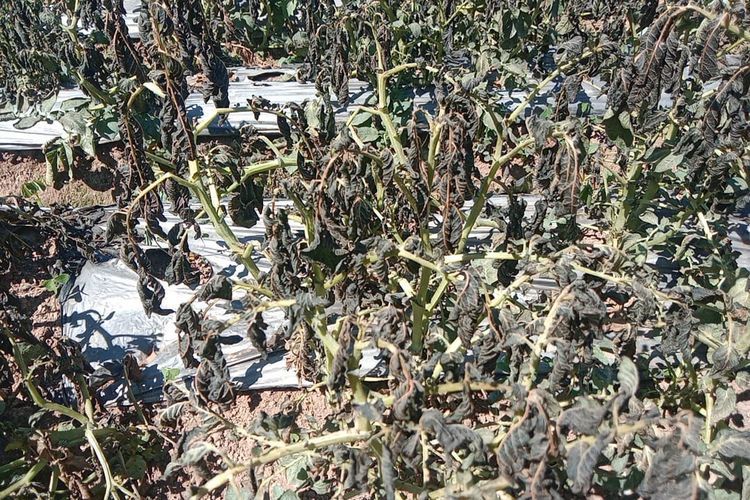 Embun Es Melanda Dieng, 30 Hektare Lahan Kentang Rusak dan Kerugian Capai Rp 2,1 Miliar