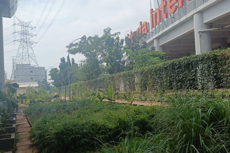Kelompok Tani Kampung Bayam Jakut Masih Andalkan Relasi untuk Jual Hasil Panen