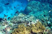 Terumbu Karang Terancam Dikuasai Alga Tahun 2100 akibat Pengasaman Laut