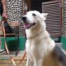 Misa Kudus Gereja Kampung Sawah Dijaga Anjing Penjaga dari Qirik Community