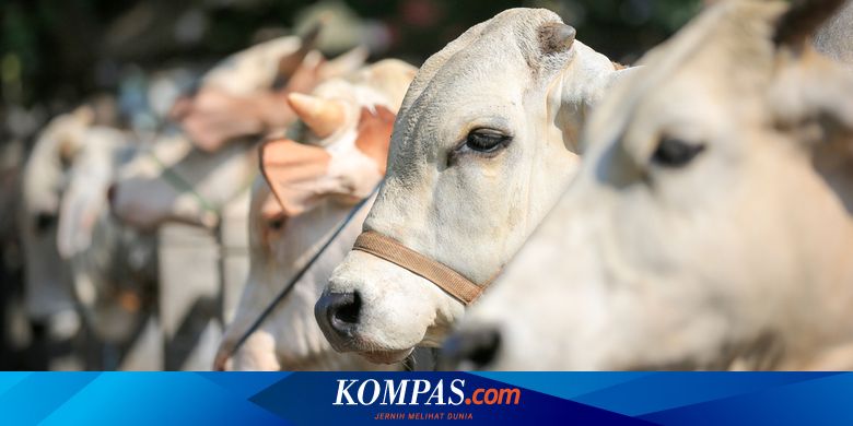 Pandemi Covid 19 Begini Tata Cara Penyelenggaraan Kurban Idul Adha Halaman All Kompas Com