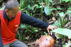 Jangan Lakukan 4 Hal Ini saat Melihat Bunga Rafflesia Arnoldii