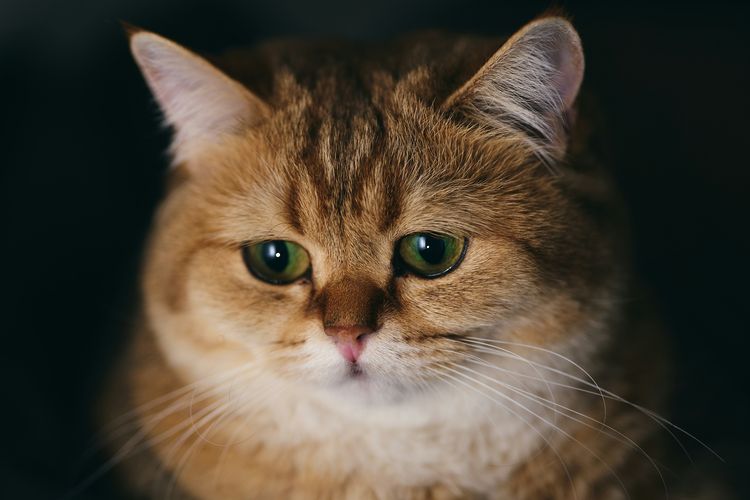 Hindari Melakukan 7 Hal Berikut agar Kucing Peliharaan Tidak Sedih