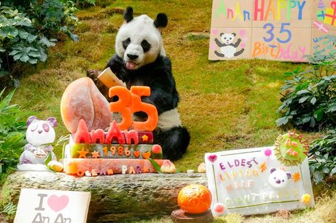 Panda Tertua di Dunia Ini Merayakan Ulang Tahun Ke-35, Apa Kado Khususnya?