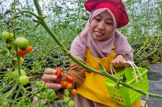 Harga Tiket dan Jam Buka Wisata Petik Tomat Ceri di Sukuh Gesang Ecofarm, Karanganyar