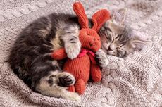 Bisakah Kucing Bermimpi Saat Tidur dan Apa yang Dimimpikan? 