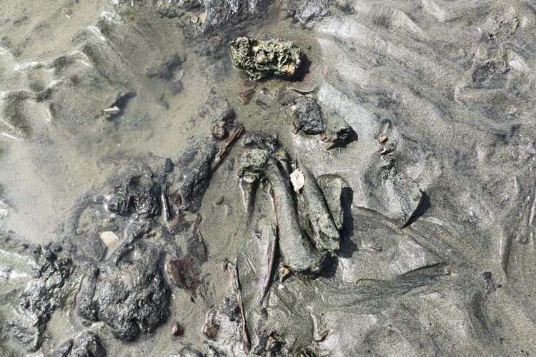 Diduga Tulang Belulang Manusia Muncul Berserakan di Kawasan Pantai Aceh Besar, Polisi Lakukan Penelusuran