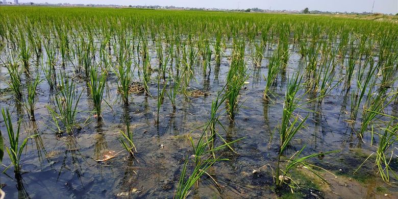 Sawah milik warga tercemar air kotor Kali Bahagia, Kecamatan Babelan, Kabupaten Bekasi.