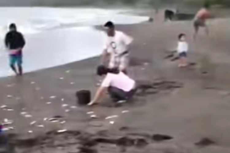 Ribuan Ikan Naik ke Daratan Pantai Sikka, Ini Penjelasan Akademisi