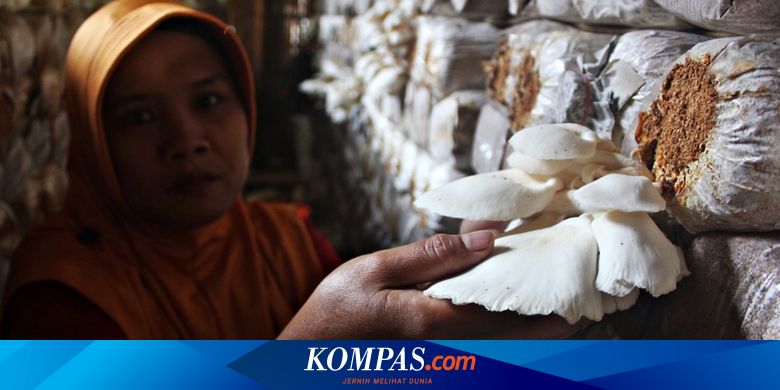 Meraup Untung Budidaya Jamur Tiram Modal Awal Cuma Rp 2 5 Juta Halaman All Kompas Com