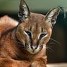 Mengenal Kucing Caracal, Harganya Bisa Mencapai Rp 150 Juta