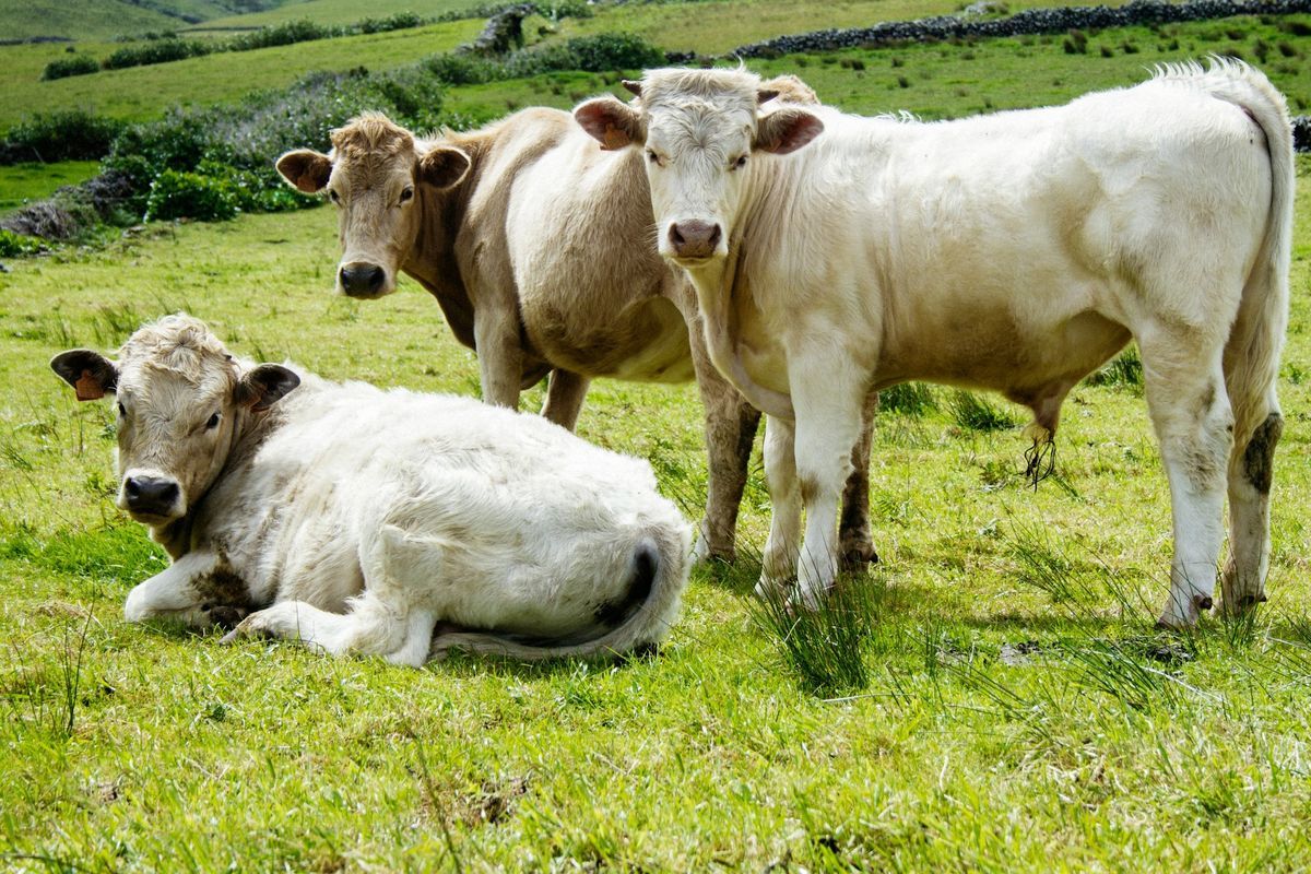 Ilustrasi sapi. Pilih hewan kurban yang sehat, tidak cacat, dan cukup umur untuk menjaga sahnya ibadah sekaligus melindungi kesehatan manusia dari risiko penyakit zoonosis.