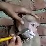 Viral Video Monyet di India Duduk Manis Saat Dicukur