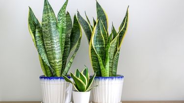 7 Tanaman Ini Efektif Menyerap Asap Rokok