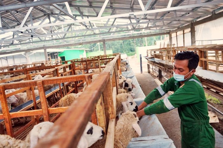 Rahman memberi makan kambing di Kandang Sentra Ternak Dompet Dhuafa Jawa Tengah, pada Rabu (24/3/2021).