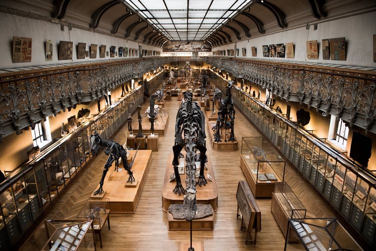 Museum Sejarah Alam di Paris, Perancis, saat memajang fosil dinosaurus pada 16 November 2017. Museum ini dirampok pada September 2025, pelaku membawa kabur hampir 6 kg emas senilai 1,5 juta euro (Rp 29 miliar).