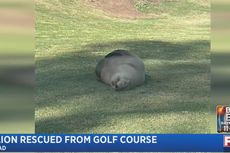 Singa Laut Hamil Tua Terdampar di Lapangan Golf, Petugas Kelimpungan