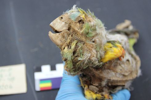 Tak Hanya di Mesir, Mumi Burung juga Ditemukan di Gurun Atacama