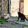 100-an Kucing Ditemukan Mati di Sebuah Rumah di Perancis