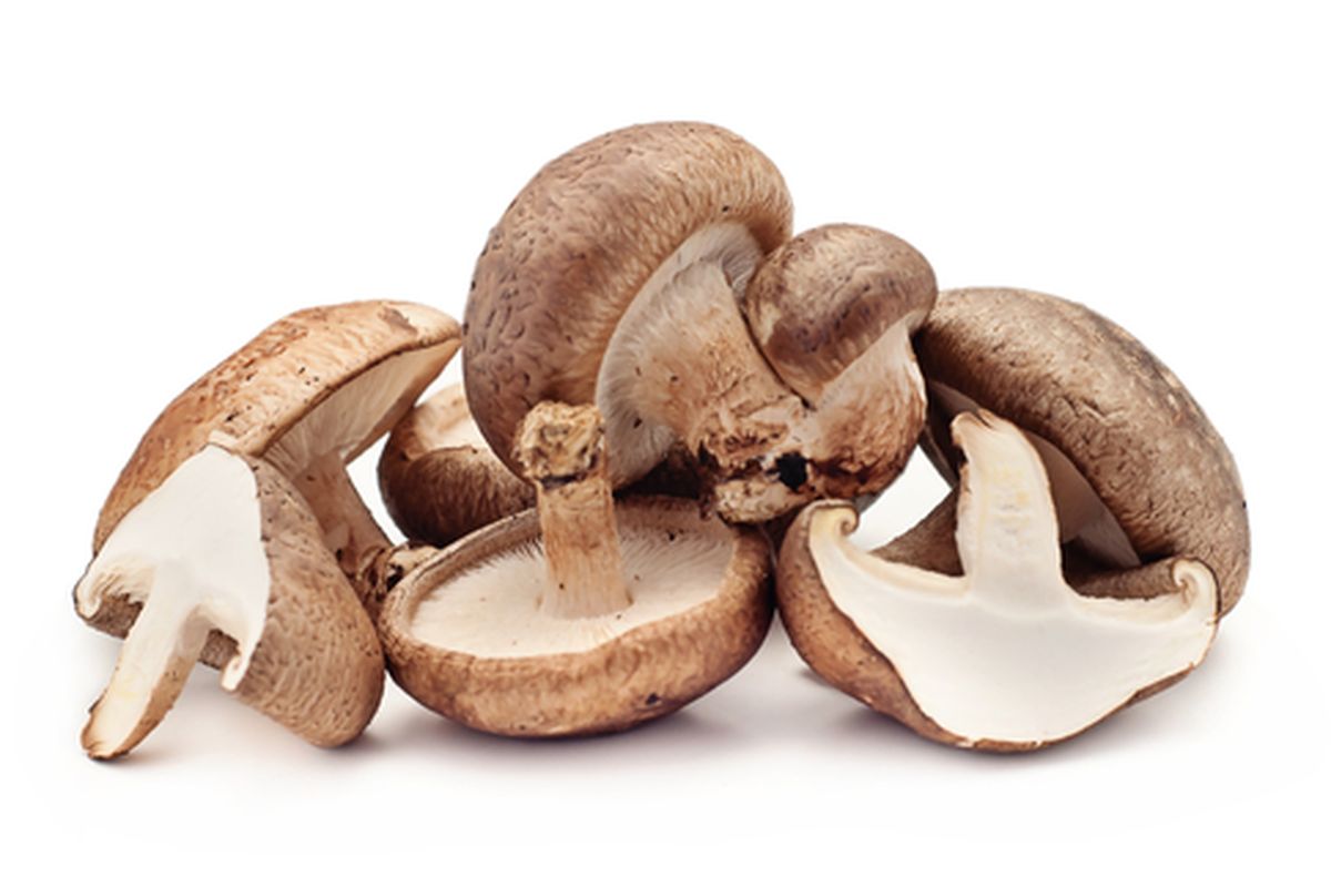 jamur shiitake