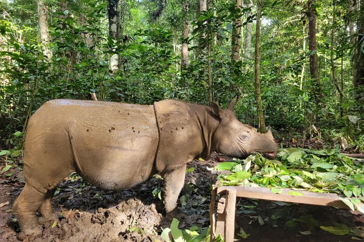 Kisah Badak Pari, Harapan Terakhir Mencegah Punahnya Badak Kalimantan