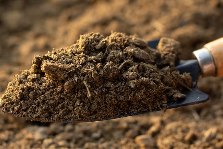 Ilustrasi pupuk kandang, pupuk kandang dari kotoran sapi.