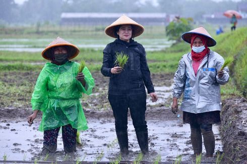 Sambil Menanam Padi, Puan Dengar Aspirasi Para Petani di Sleman