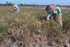 2.100 Hektar Sawah di Cirebon Puso 