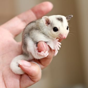 Ilustrasi sugar glider.