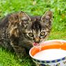 7 Makanan Manusia yang Berbahaya Jika Dimakan Kucing