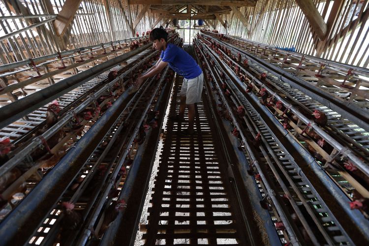 Peternak memberi pakan ayam di peternakan ayam petelur di kawasan Cibinong, Kabupaten Bogor, Selasa (23/8/2022). Dalam dua pekan ini harga telur terus mengalami kenaikan harga. Ditingkat peternak harga telur dijual Rp 28.500 per kilogram. Sedangkan di pedagang harga telur mencapai Rp 31.000 per kilogram.