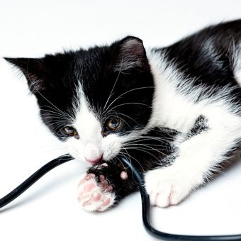 Ilustrasi kucing mengunyah kabel listrik.