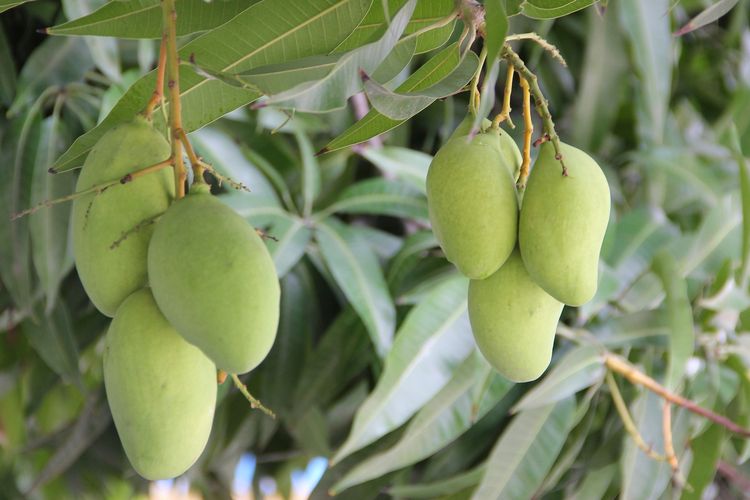 Ilustrasi tanaman buah mangga. 