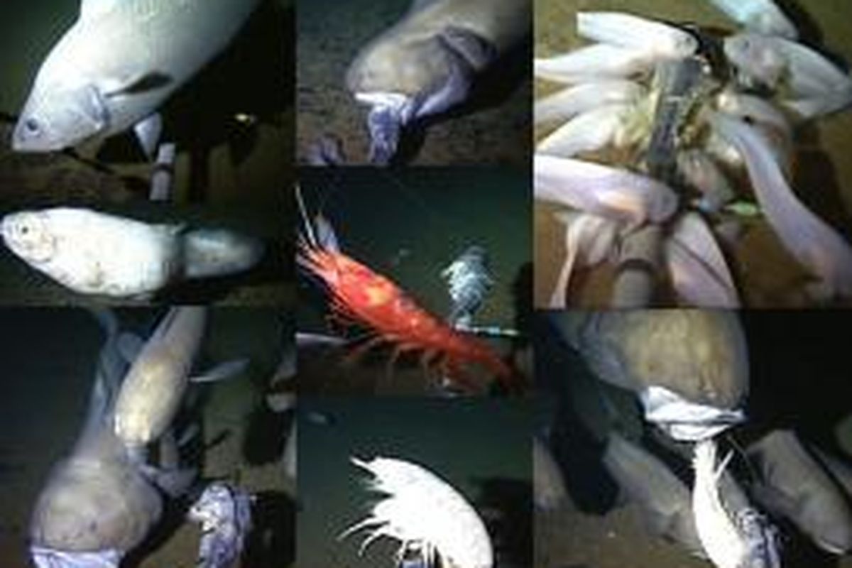 Ilmuwan memecakan rekor menemukan ikan di kedalaman 8.000 m di bawah permukaan laut.