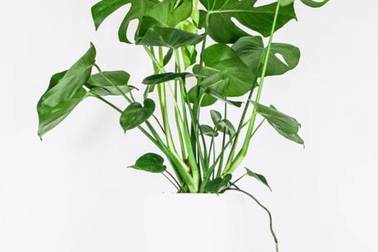 ilustrasi tanaman hias monstera deliciosa